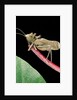 Lesina intermedius (bushcricket) by Anonymous