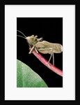 Lesina intermedius (bushcricket) by Anonymous