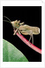Lesina intermedius (bushcricket) by Anonymous