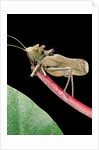 Lesina intermedius (bushcricket) by Anonymous