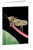 Lesina intermedius (bushcricket) by Anonymous