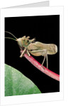 Lesina intermedius (bushcricket) by Anonymous