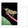 Lesina intermedius (bushcricket) by Anonymous