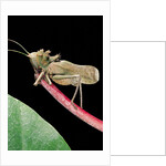 Lesina intermedius (bushcricket) by Anonymous