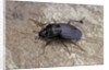 Licinus punctatulus (ground beetle) by Anonymous
