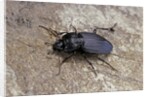 Licinus punctatulus (ground beetle) by Anonymous