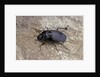 Licinus punctatulus (ground beetle) by Anonymous