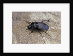 Licinus punctatulus (ground beetle) by Anonymous