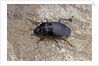 Licinus punctatulus (ground beetle) by Anonymous