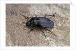 Licinus punctatulus (ground beetle) by Anonymous