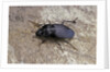 Licinus punctatulus (ground beetle) by Anonymous
