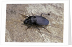 Licinus punctatulus (ground beetle) by Anonymous