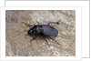Licinus punctatulus (ground beetle) by Anonymous
