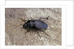 Licinus punctatulus (ground beetle) by Anonymous