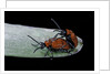 Lilioceris lilii (scarlet lily beetle, lily leaf beetle) - mating by Anonymous