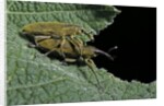 Lixus algirus (weevil) - mating by Anonymous