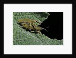 Lixus algirus (weevil) - mating by Anonymous
