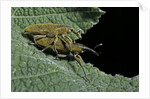 Lixus algirus (weevil) - mating by Anonymous