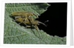 Lixus algirus (weevil) - mating by Anonymous
