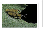 Lixus algirus (weevil) - mating by Anonymous