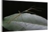 Lopaphus caesius (stick insect) by Anonymous