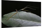 Lopaphus caesius (stick insect) by Anonymous