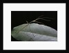 Lopaphus caesius (stick insect) by Anonymous