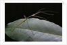 Lopaphus caesius (stick insect) by Anonymous