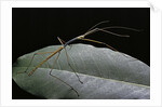 Lopaphus caesius (stick insect) by Anonymous