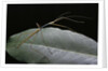 Lopaphus caesius (stick insect) by Anonymous