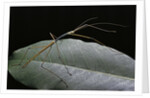 Lopaphus caesius (stick insect) by Anonymous
