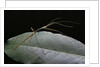 Lopaphus caesius (stick insect) by Anonymous