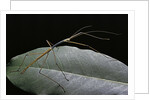 Lopaphus caesius (stick insect) by Anonymous