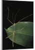 Lopaphus caesius (stick insect) by Anonymous