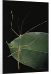 Lopaphus caesius (stick insect) by Anonymous