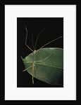 Lopaphus caesius (stick insect) by Anonymous