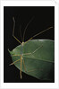 Lopaphus caesius (stick insect) by Anonymous