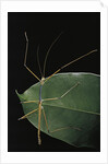 Lopaphus caesius (stick insect) by Anonymous