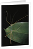 Lopaphus caesius (stick insect) by Anonymous