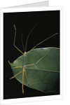 Lopaphus caesius (stick insect) by Anonymous