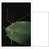 Lopaphus caesius (stick insect) by Anonymous