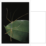 Lopaphus caesius (stick insect) by Anonymous