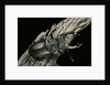 Lucanus cervus (stag beetle) - male by Anonymous