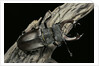 Lucanus cervus (stag beetle) - male by Anonymous