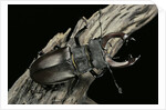 Lucanus cervus (stag beetle) - male by Anonymous