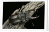 Lucanus cervus (stag beetle) - male by Anonymous