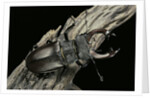 Lucanus cervus (stag beetle) - male by Anonymous