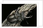 Lucanus cervus (stag beetle) - male by Anonymous