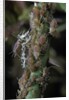 Macrosiphum rosae (rose aphid) by Anonymous