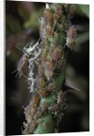 Macrosiphum rosae (rose aphid) by Anonymous
